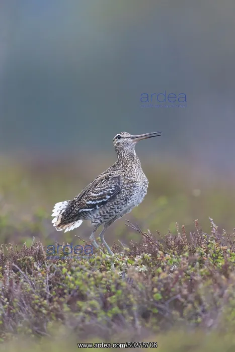 : Great Snipe display : Great Snipe display