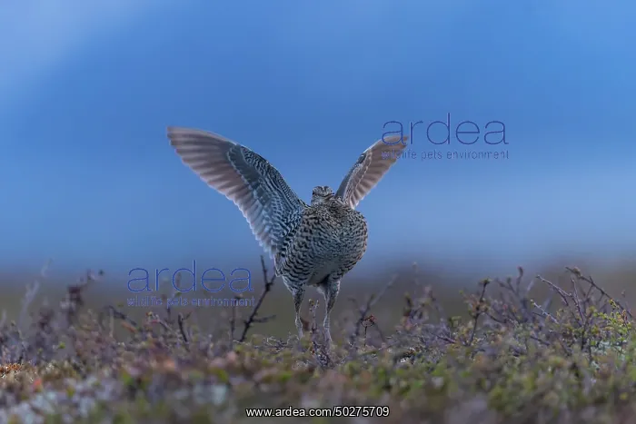 : Great Snipe display : Great Snipe display