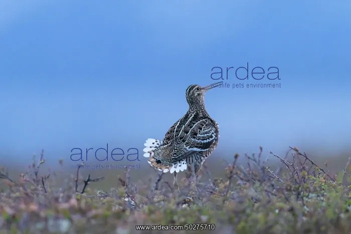 : Great Snipe display : Great Snipe display
