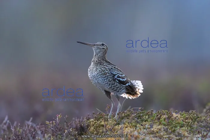 : Great Snipe display : Great Snipe display