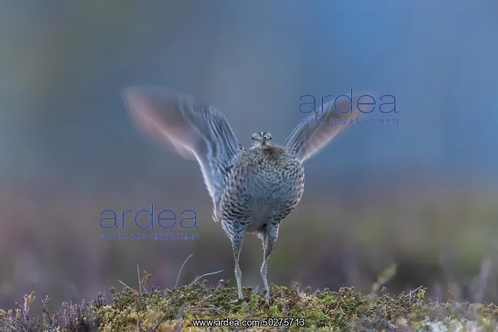 : Great Snipe display : Great Snipe display
