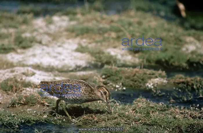 : Great Snipe - feeding : Great Snipe - feeding