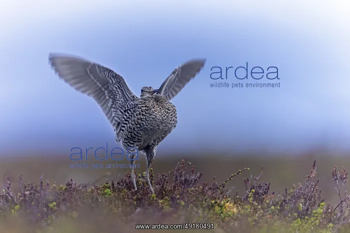: Great snipe (Gallinago media) : Great snipe (Gallinago media)