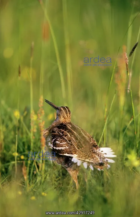 : GREAT SNIPE - male lekking  /  display