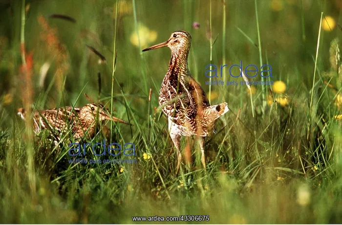 : GREAT SNIPE - x two in meadow : GREAT SNIPE - x two in meadow