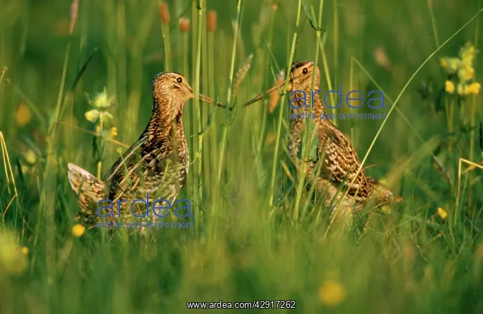 : GREAT SNIPES - 2 FACING : GREAT SNIPES - 2 FACING