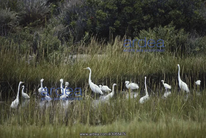 : Great and Snowy Egrets : Great and Snowy Egrets