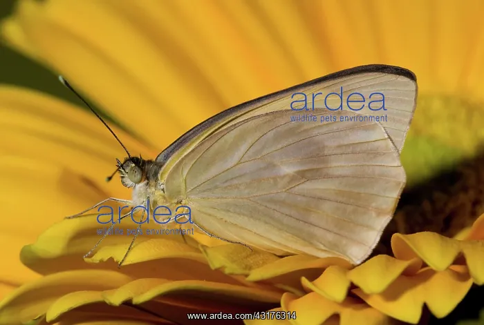 : Great Southern White Butterfly : Great Southern White Butterfly