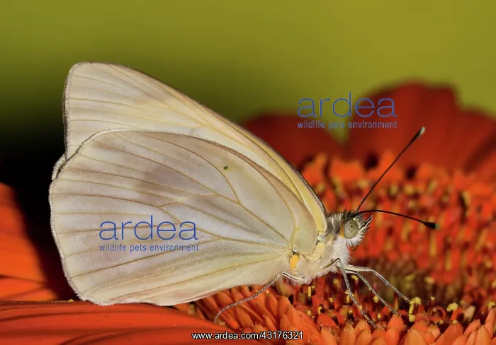 : Great Southern White Butterfly : Great Southern White Butterfly