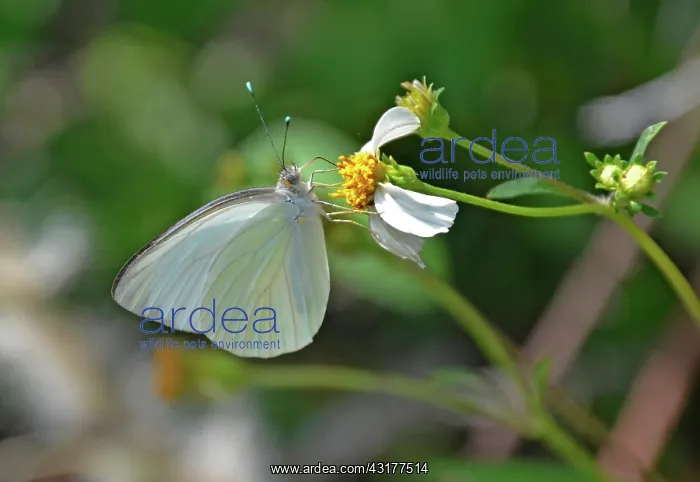 : Great Southern White Butterfly : Great Southern White Butterfly