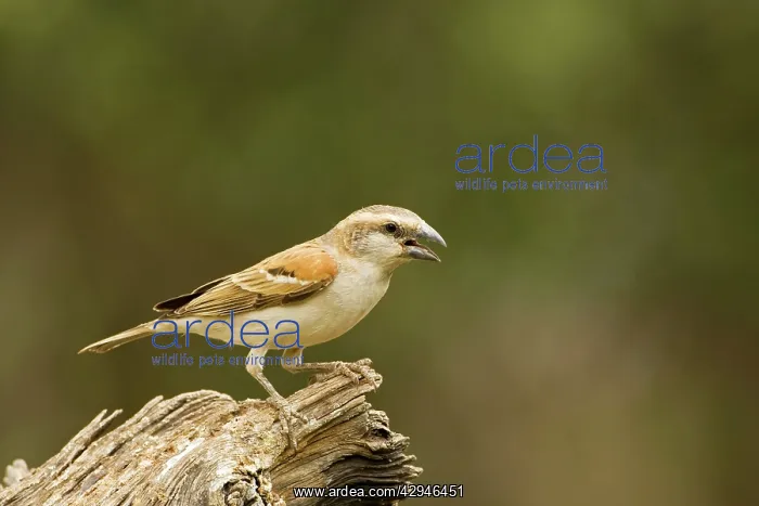 : Great Sparrow - Female calling : Great Sparrow - Female calling