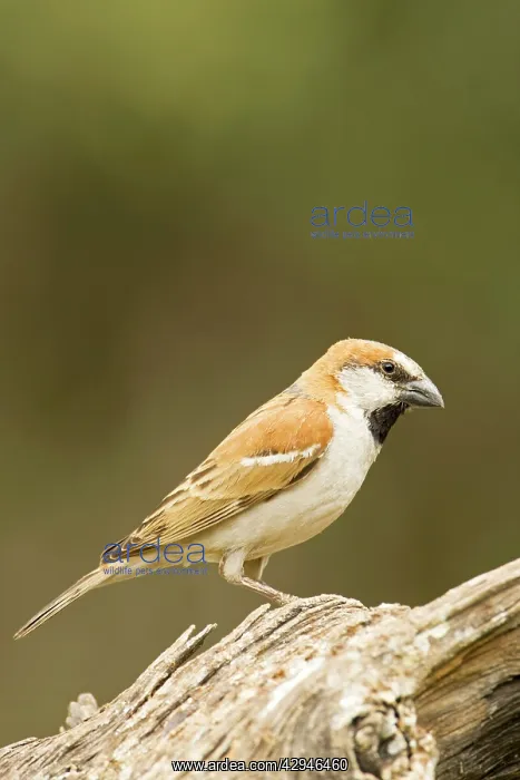 : Great Sparrow - Male perched on a dead tree : Great Sparrow - Male perched on a dead tree