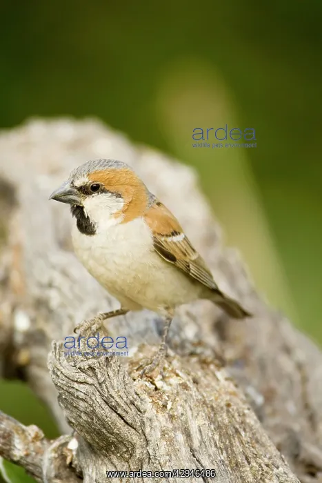 : Great Sparrow - perched on a dead tree : Great Sparrow - perched on a dead tree