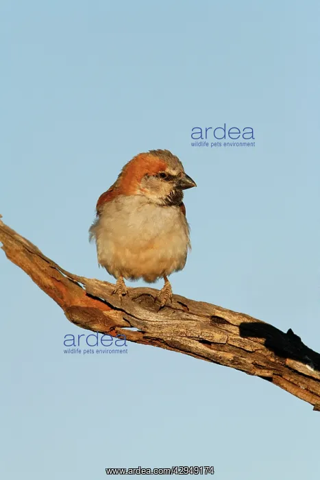 : Great Sparrow - Perched on dead tree branch : Great Sparrow - Perched on dead tree branch