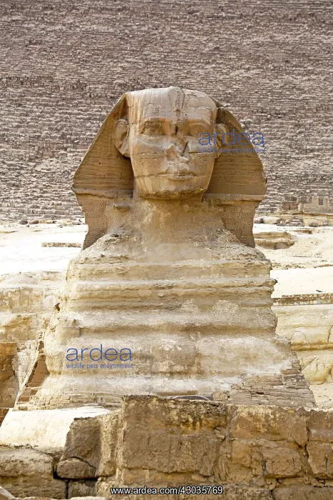 : The Great Sphinx statue on the Giza Plateau, Cairo, Egypt : The Great Sphinx statue on the Giza Plateau, Cairo, Egypt