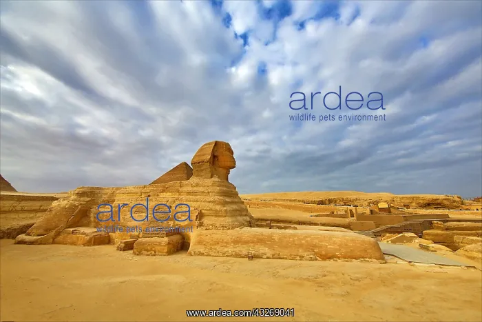 : The Great Sphinx statue and the Pyramid of Khafre : The Great Sphinx statue and the Pyramid of Khafre