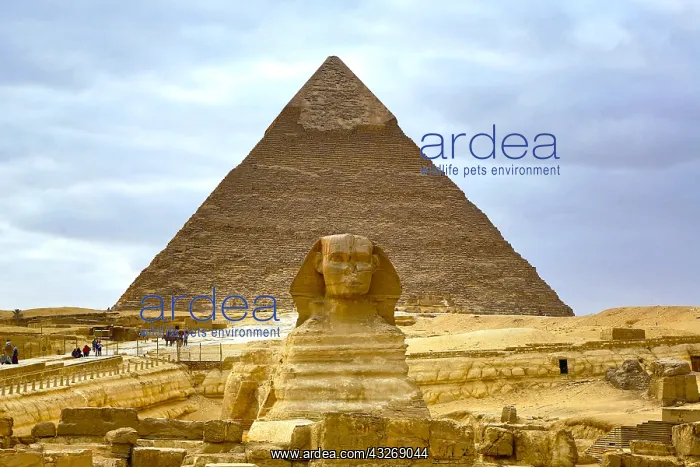 : The Great Sphinx statue and the Pyramid of Khafre : The Great Sphinx statue and the Pyramid of Khafre