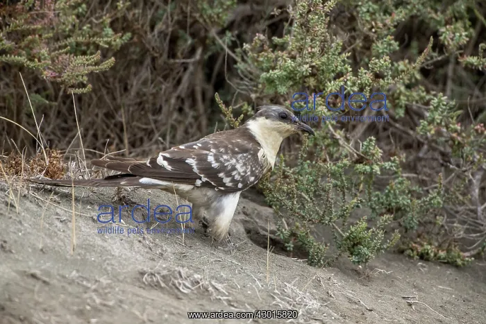 : Great Spotted Cuckoo : Great Spotted Cuckoo