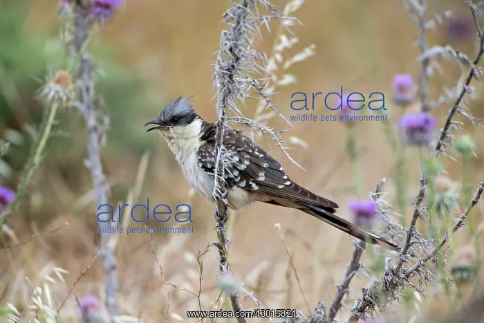 : Great Spotted Cuckoo : Great Spotted Cuckoo