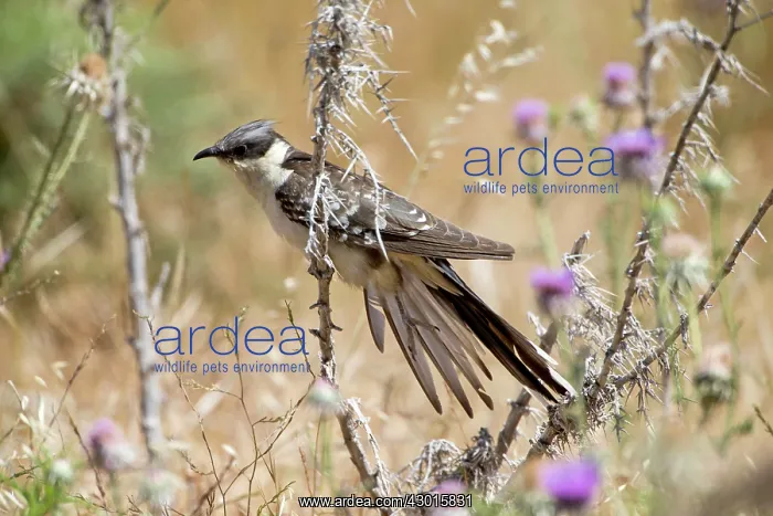 : Great Spotted Cuckoo : Great Spotted Cuckoo