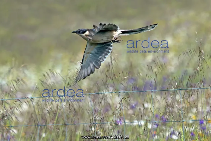 : Great Spotted Cuckoo - in flight Castro Verde : Great Spotted Cuckoo - in flight Castro Verde
