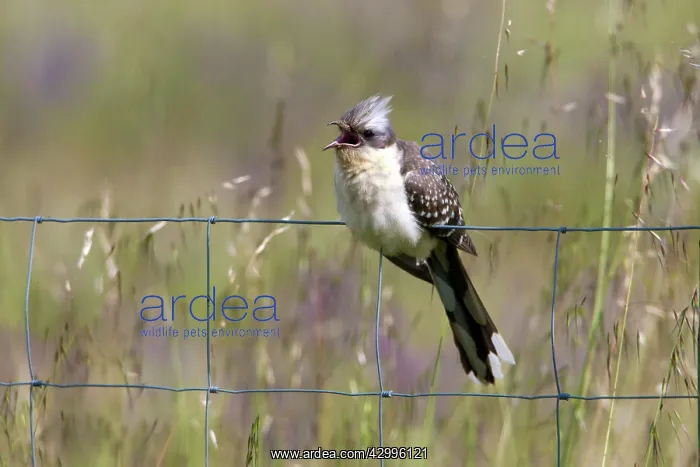 : Great Spotted Cuckoo - male perched on fence Castro : Great Spotted Cuckoo - male perched on fence Castro