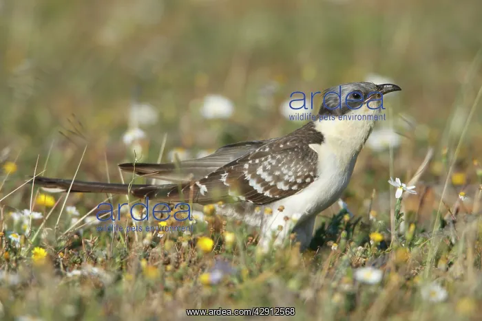 : Great Spotted Cuckoo - on meadow : Great Spotted Cuckoo - on meadow