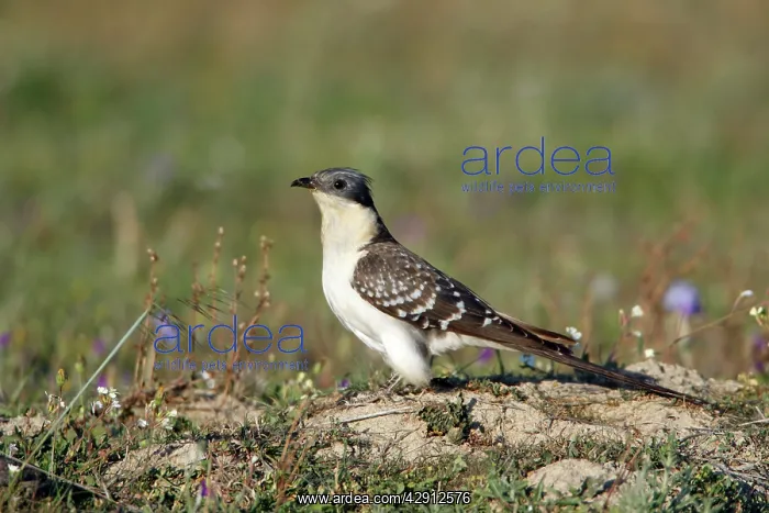: Great Spotted Cuckoo - on meadow : Great Spotted Cuckoo - on meadow