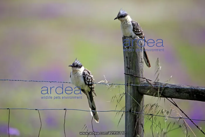 : Great Spotted Cuckoo - pair perched on fence Castro : Great Spotted Cuckoo - pair perched on fence Castro