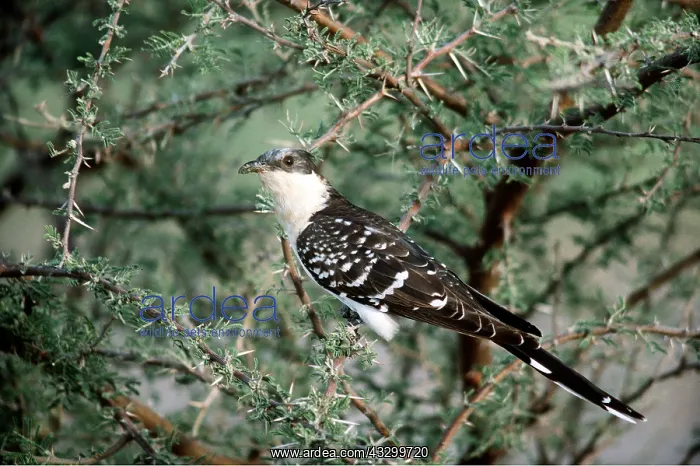 : GREAT SPOTTED CUCKOO - on thorny bush : GREAT SPOTTED CUCKOO - on thorny bush