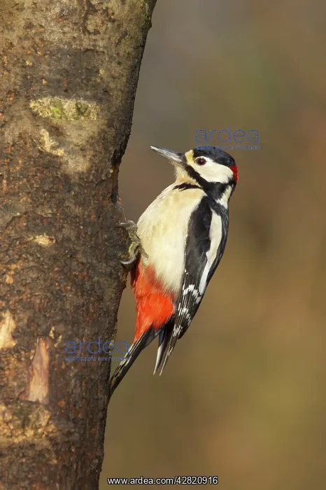 : Great-Spotted / Greater-Spotted Woodpecker : Great-Spotted / Greater-Spotted Woodpecker