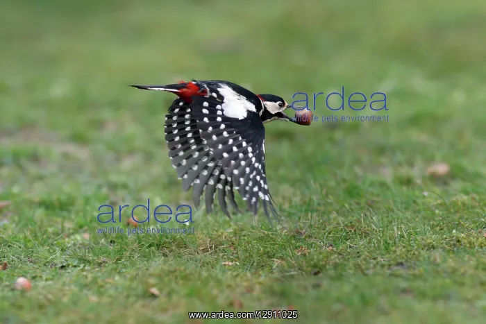 : Great-Spotted / Greater-Spotted Woodpecker - in : Great-Spotted / Greater-Spotted Woodpecker - in