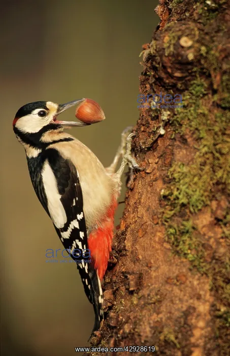: Great-Spotted / Greater-Spotted WOODPECKER - With : Great-Spotted / Greater-Spotted WOODPECKER - With