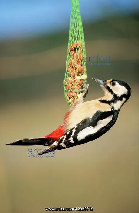  : Great-Spotted  /  Greater-Spotted WOODPECKER - On
