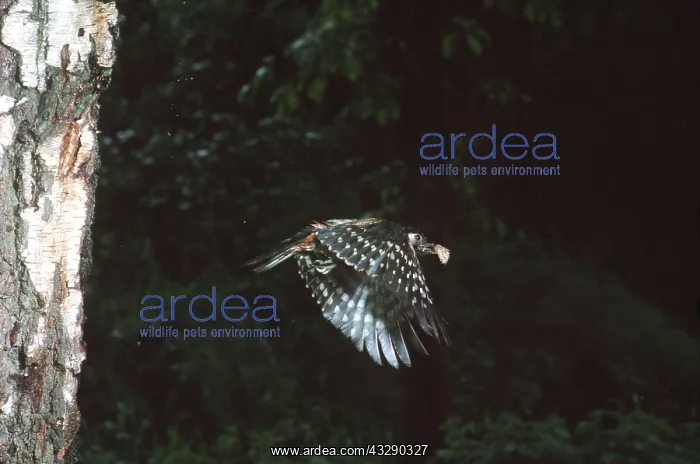 : Great-Spotted / Greater-Spotted Woodpecker - in : Great-Spotted / Greater-Spotted Woodpecker - in