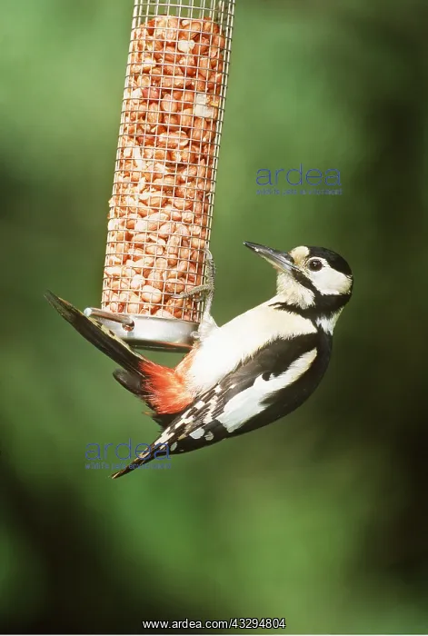 : Great-Spotted / Greater-spotted Woodpecker - On : Great-Spotted / Greater-spotted Woodpecker - On