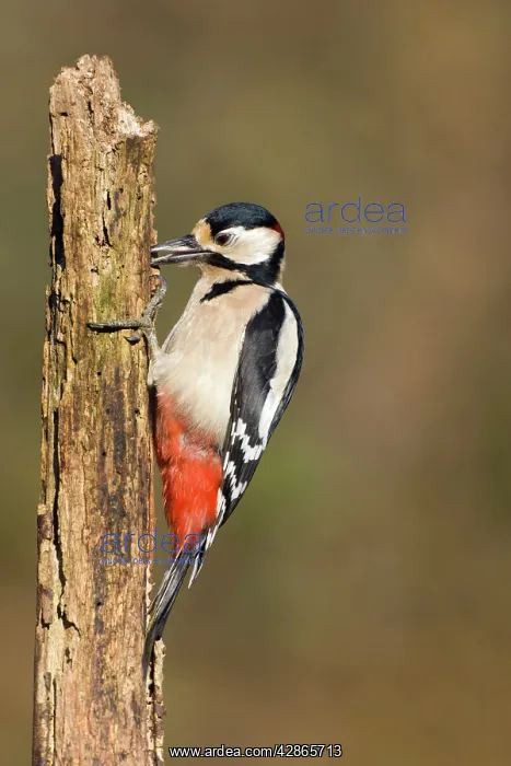 : Great-Spotted / Greater-Spotted Woodpecker - Adult : Great-Spotted / Greater-Spotted Woodpecker - Adult