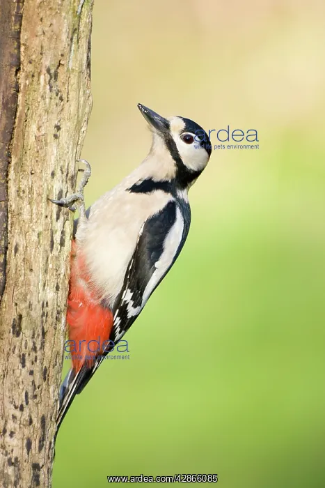 : Great-Spotted / Greater-Spotted Woodpecker - Adult : Great-Spotted / Greater-Spotted Woodpecker - Adult
