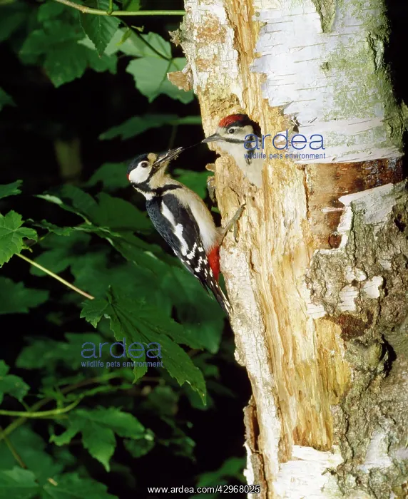 : Great-Spotted / Greater-spotted Woodpecker - adult : Great-Spotted / Greater-spotted Woodpecker - adult