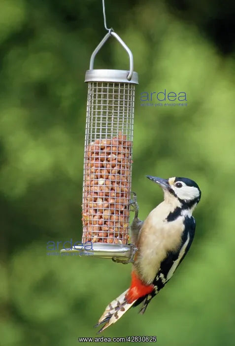 : Great-Spotted / Greater-Spotted Woodpecker - on bird feeder : Great-Spotted / Greater-Spotted Woodpecker - on bird feeder