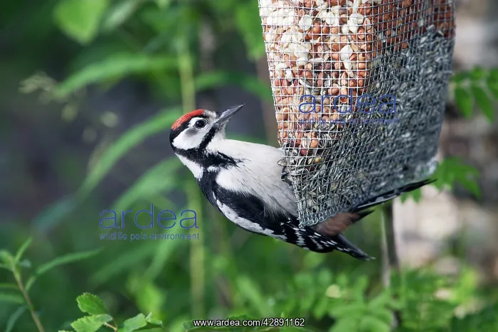 : Great-Spotted / Greater-Spotted Woodpecker - on feeder : Great-Spotted / Greater-Spotted Woodpecker - on feeder