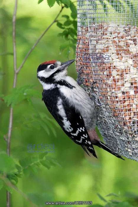 : Great-Spotted / Greater-Spotted Woodpecker - on feeder : Great-Spotted / Greater-Spotted Woodpecker - on feeder