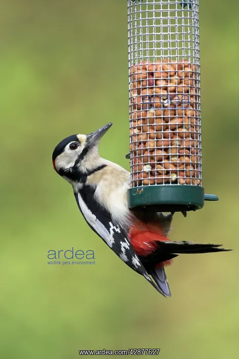 : Great-Spotted / Greater-spotted Woodpecker - Feeding : Great-Spotted / Greater-spotted Woodpecker - Feeding