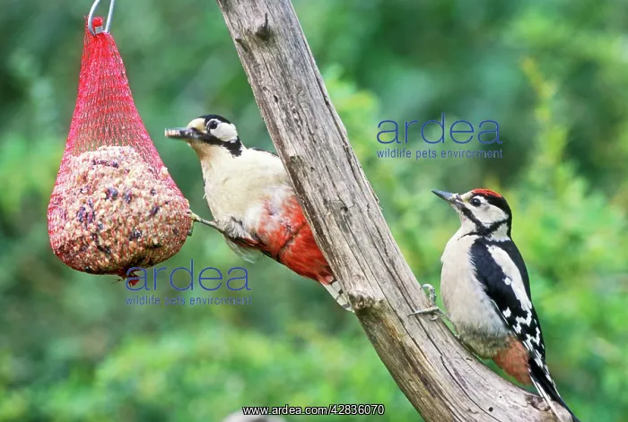: Great-Spotted / Greater-spotted WOODPECKER - female : Great-Spotted / Greater-spotted WOODPECKER - female
