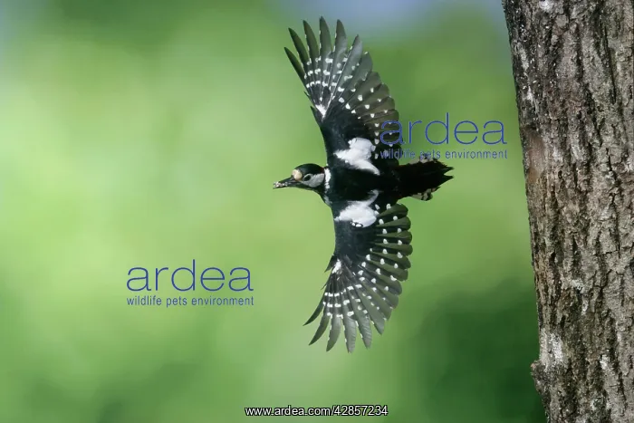 : Great-Spotted / Greater-spotted Woodpecker (female) : Great-Spotted / Greater-spotted Woodpecker (female)