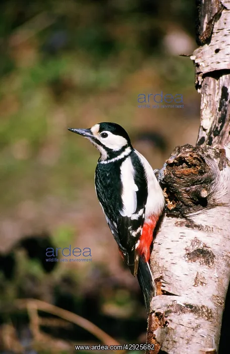 : Great-Spotted / Greater-spotted Woodpecker - female : Great-Spotted / Greater-spotted Woodpecker - female