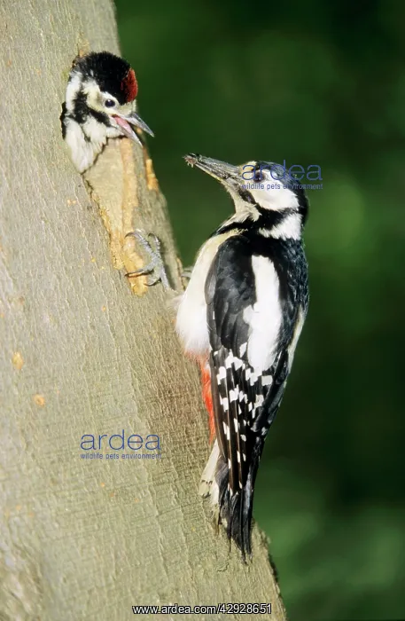 : Great-Spotted / Greater-Spotted WOODPECKER - Female : Great-Spotted / Greater-Spotted WOODPECKER - Female
