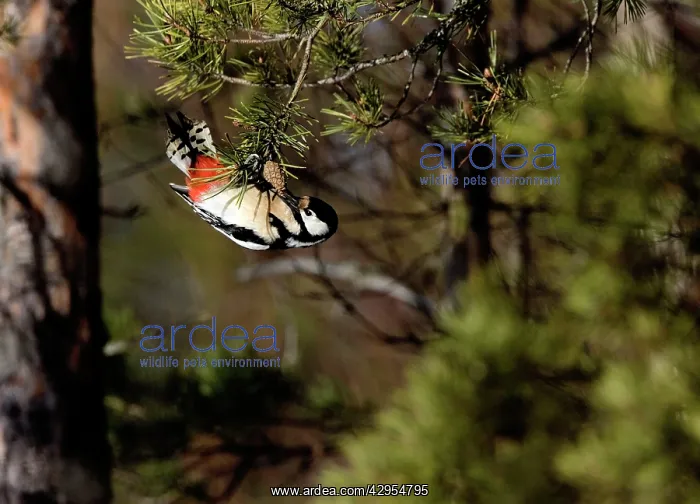 : Great-Spotted / Greater-Spotted Woodpecker - female : Great-Spotted / Greater-Spotted Woodpecker - female