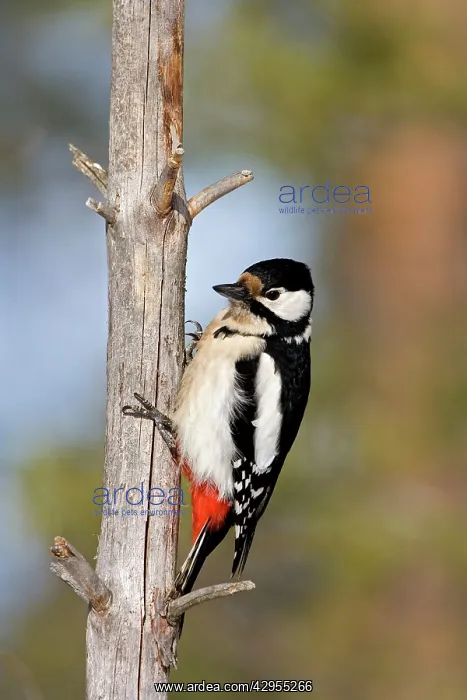 : Great-Spotted / Greater-Spotted Woodpecker - female : Great-Spotted / Greater-Spotted Woodpecker - female