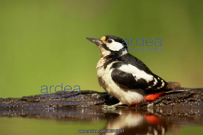 : Great-Spotted / Greater-Spotted Woodpecker - At forest pool : Great-Spotted / Greater-Spotted Woodpecker - At forest pool